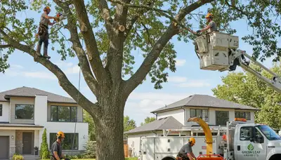 Arborist pruning residential tree in Thornton, CO for Chop Chop Tree professional tree service