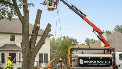 Professional tree removal service team working in Thornton, CO yard