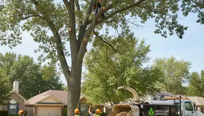 Professional tree removal service in Thornton, CO by certified arborists at Chop Chop Tree