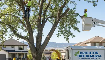Professional tree removal service team working in Thornton, CO