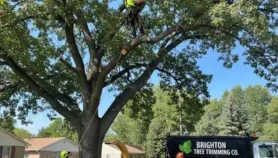 Professional tree removal service in Thornton, CO safely cutting and clearing large backyard tree