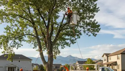 Professional tree removal service in Thornton, CO by expert arborists at treeservicethorntonco.com