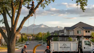 Professional tree removal service in Thornton, CO safely cutting and clearing large backyard trees
