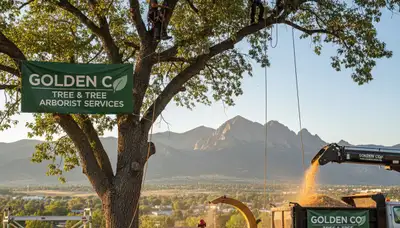Professional tree removal service in Thornton, CO safely cutting and clearing large residential tree