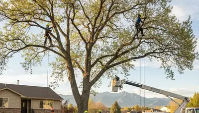 Professional tree removal service in Thornton, CO safely cutting and clearing large trees