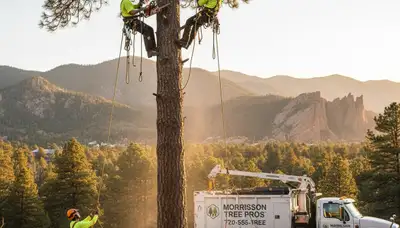 Professional tree removal service in Thornton, CO safely cutting and clearing large damaged trees