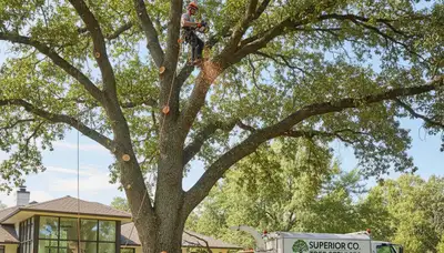Professional tree removal service in Thornton, CO safely cutting and clearing large trees