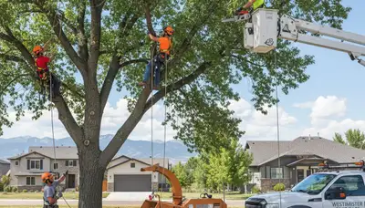 Professional tree removal service in Thornton, CO safely cutting large tree branches