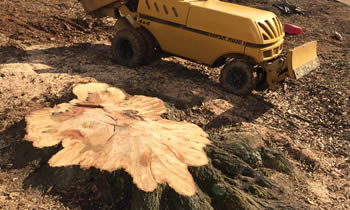 Stump Removal in Thornton CO Stump Removal Services in Thornton CO Stump Removal Professionals Thornton CO Tree Services in Thornton CO